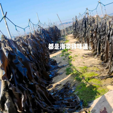 福建特级无沙干海带天然日晒厚海带干货特产