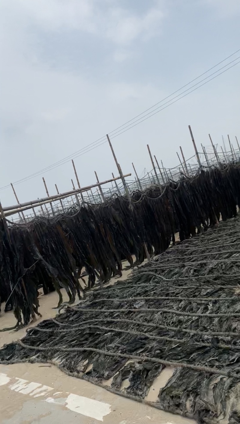福建特级无沙干海带天然日晒厚海带干货特产