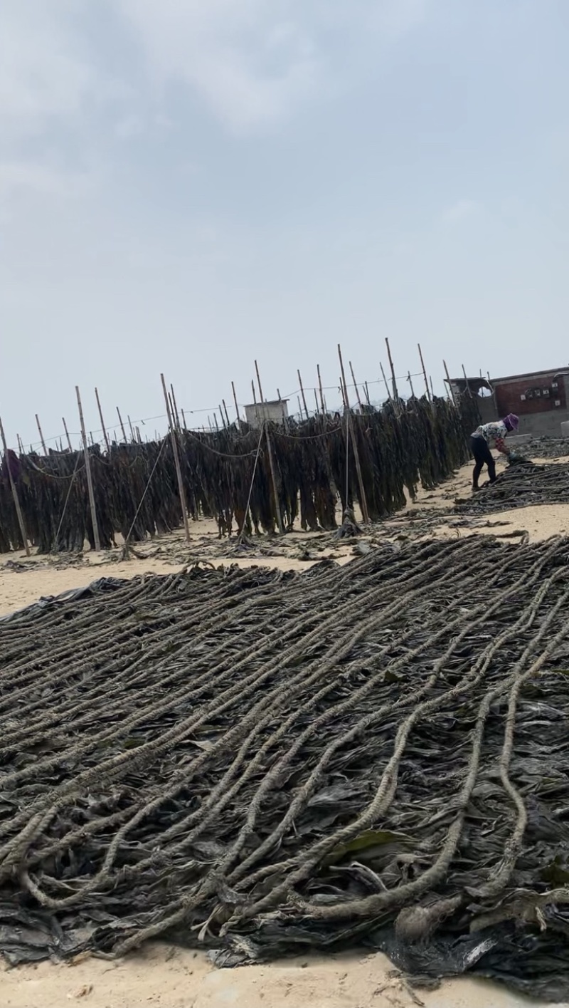 福建特级无沙干海带天然日晒厚海带干货特产