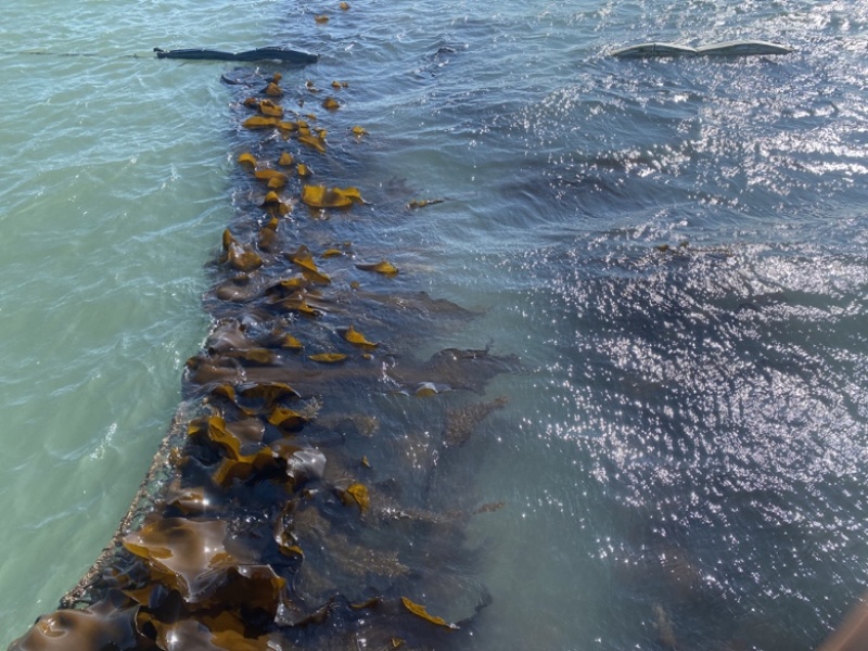 福建特级无沙干海带天然日晒厚海带干货特产