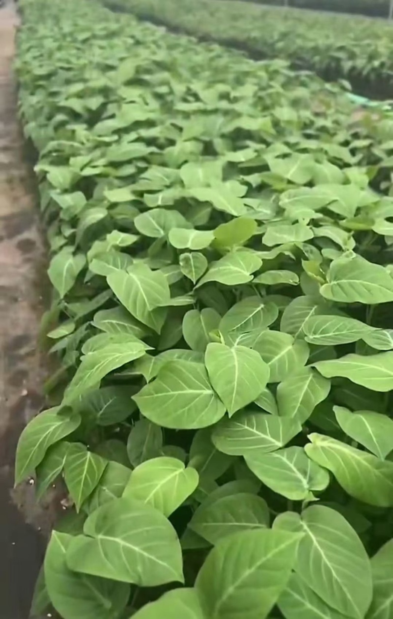 热销果苗黄金百香果苗杯苗常年育苗经验丰富提供技术指导电联