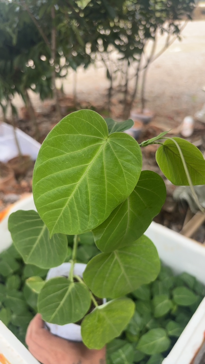 热销果苗黄金百香果苗杯苗常年育苗经验丰富提供技术指导电联
