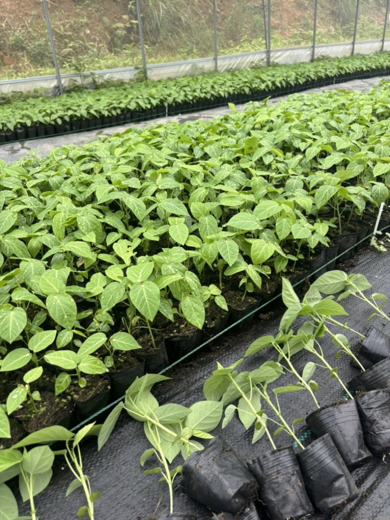 热销果苗黄金百香果苗杯苗常年育苗经验丰富提供技术指导电联