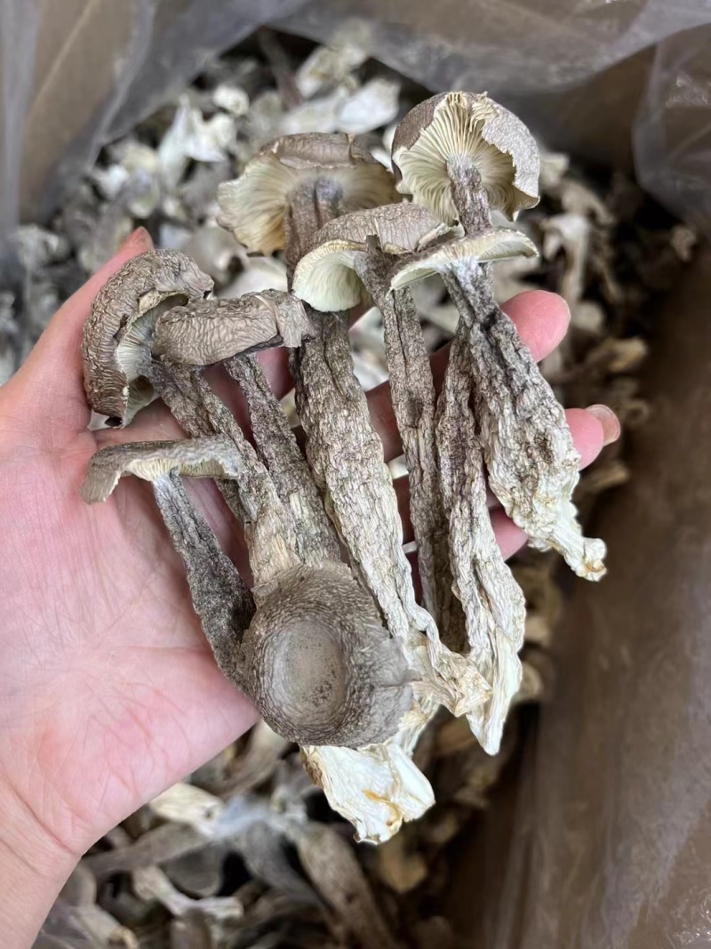 鹿茸菇干菌食用菌鹿茸菇全国发货量大从优