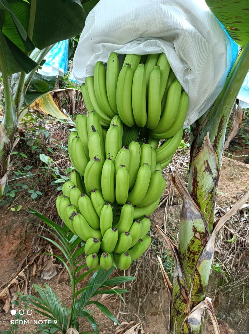 海南香蕉