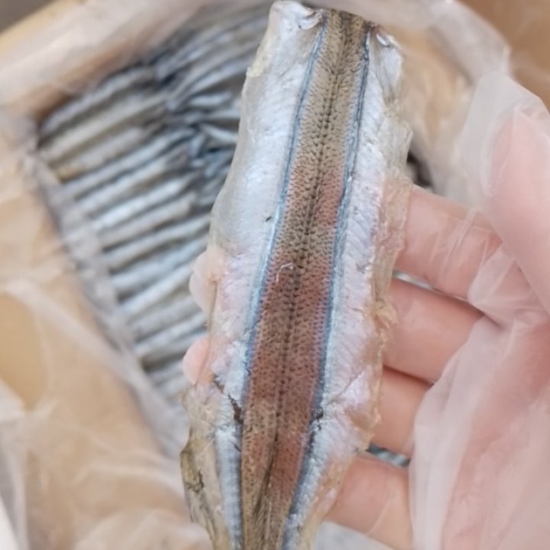 马步鱼