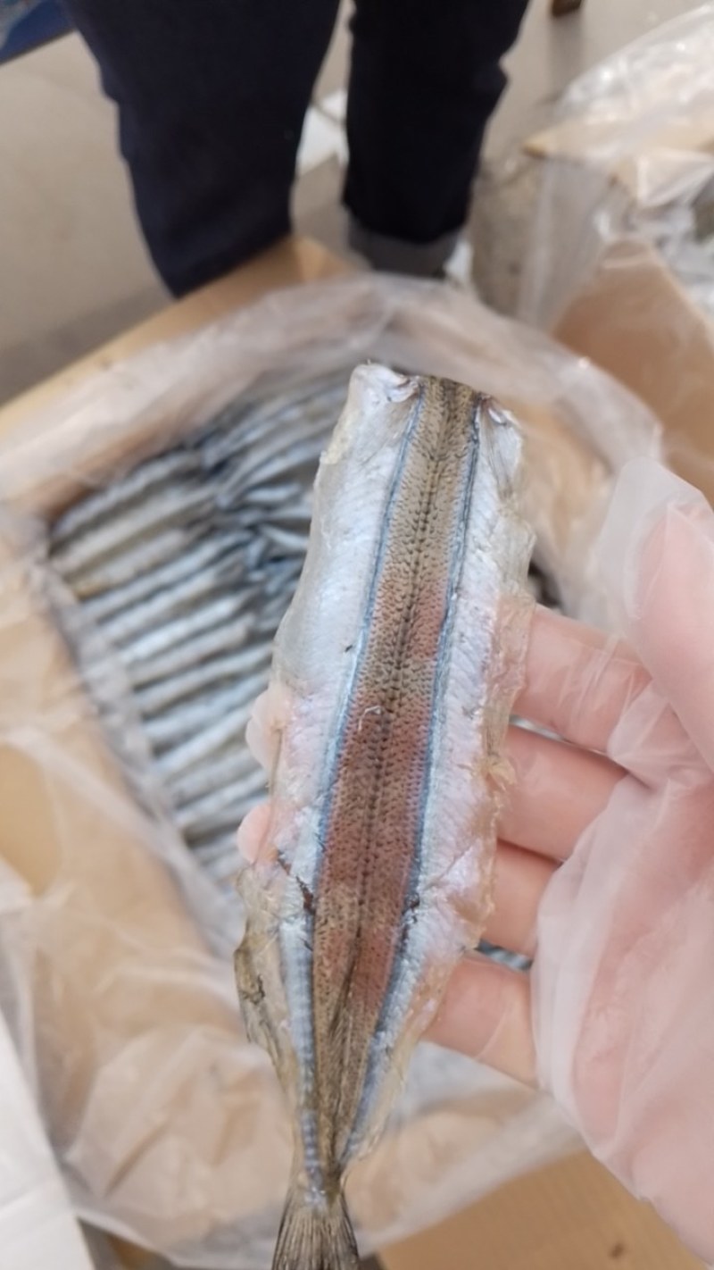马步鱼