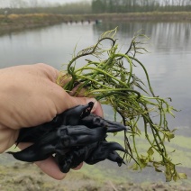 早熟优质一代原种菱角苗