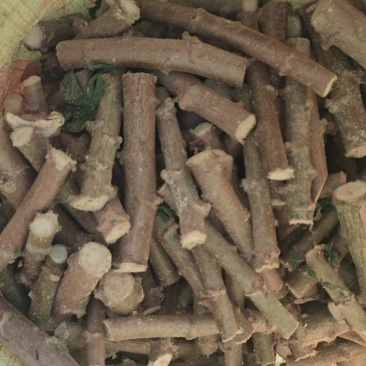 木薯种苗黄肉木薯水晶木薯珍珠木薯香糯粉高产各种木薯种苗