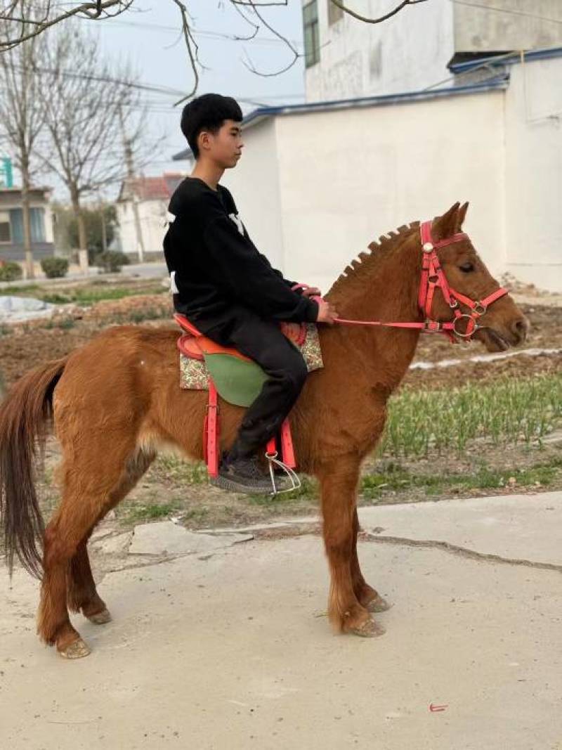 可以货到付款的骑乘德堡矮马超低价出售中，一匹也全国发货