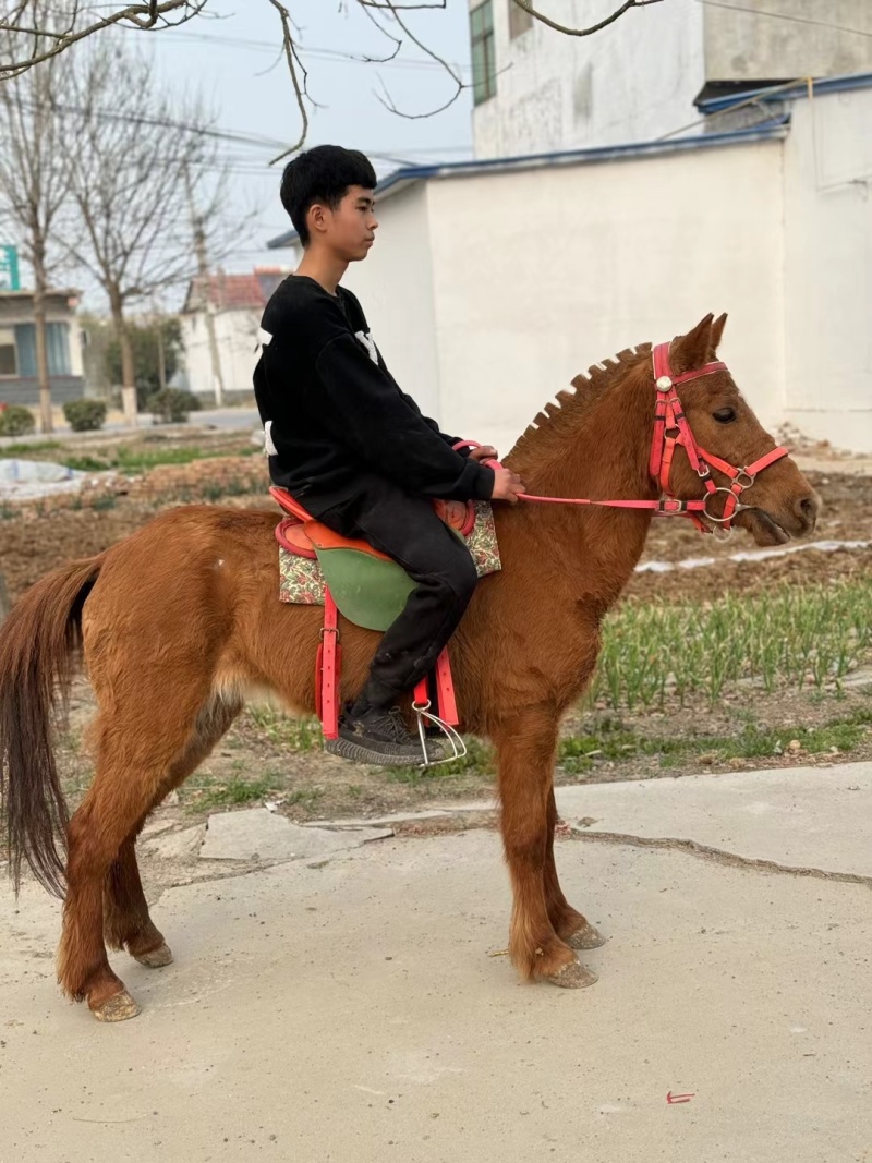 可以货到付款的骑乘德堡矮马超低价出售中，一匹也全国发货