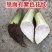 【荔浦香芋种子】正宗广西荔浦芋头种苗新鲜蔬菜紫藤槟榔芋种