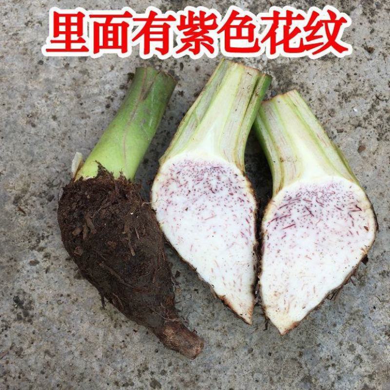 【荔浦香芋种子】正宗广西荔浦芋头种苗新鲜蔬菜紫藤槟榔芋种