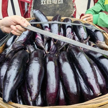 茄子大量出，一条龙服务洛洛果蔬专业代办合作社，西红柿，