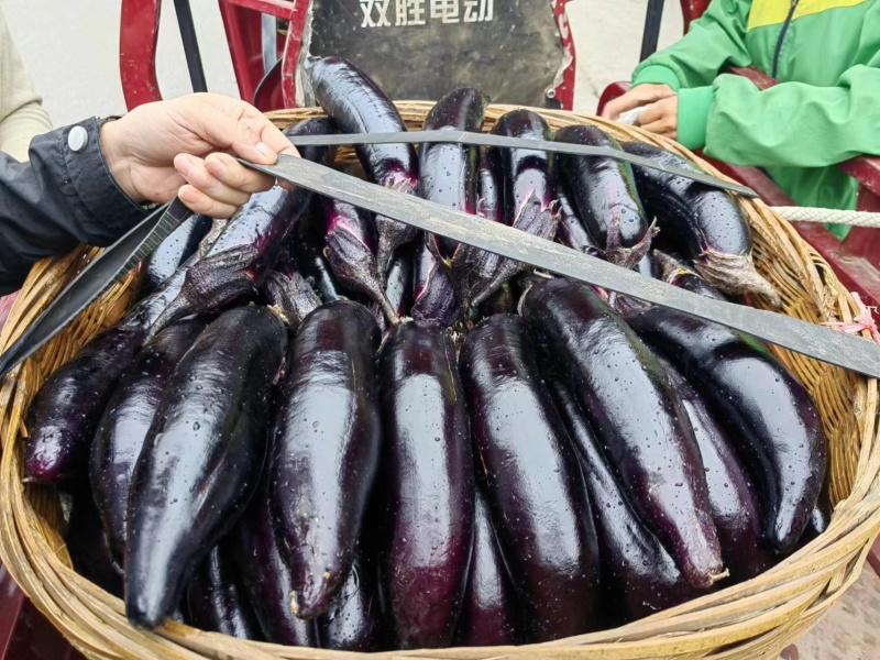 茄子大量出，一条龙服务洛洛果蔬专业代办合作社，西红柿，