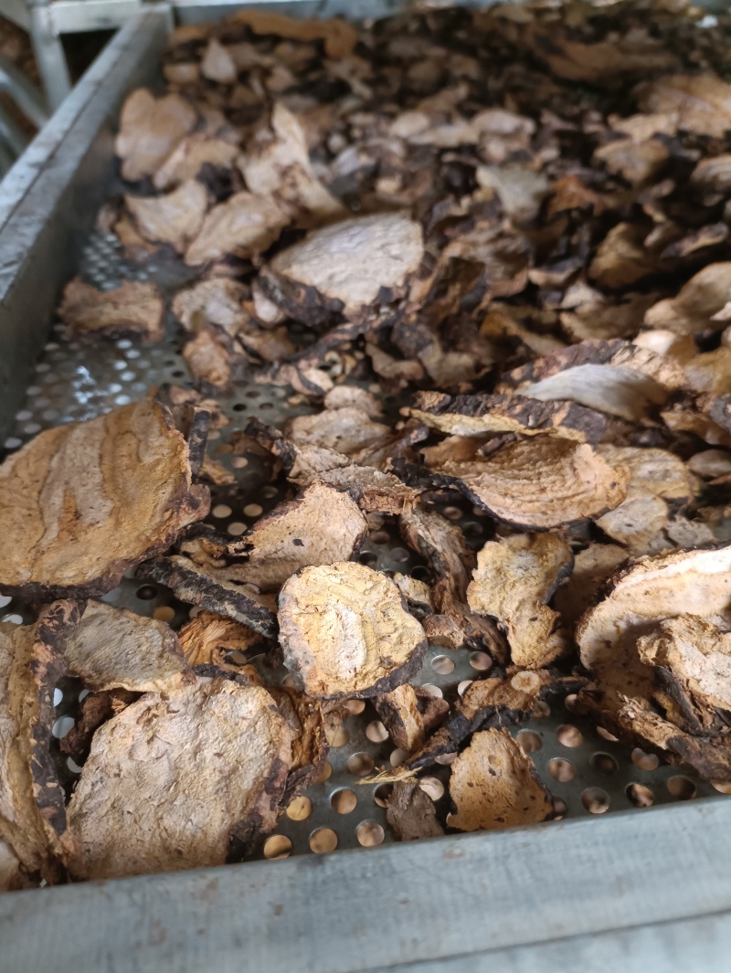 四川大山纯野生生何首乌片，菊花心，药性足手切片主产地直供