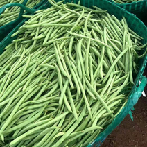广西四季豆，产地直发，价格便宜，质量保证，欢迎老板合作。