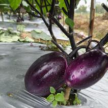 精品紫光园茄，源头种植户，产地直供，大量上市，欢迎咨询订