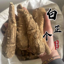 白芷个整个白芷白芷白芷个子大料白芷川白芷