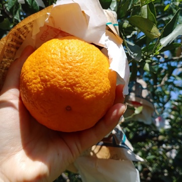 不知火（丑八怪）脆甜化渣产地大量全供应对接大小车一切渠道