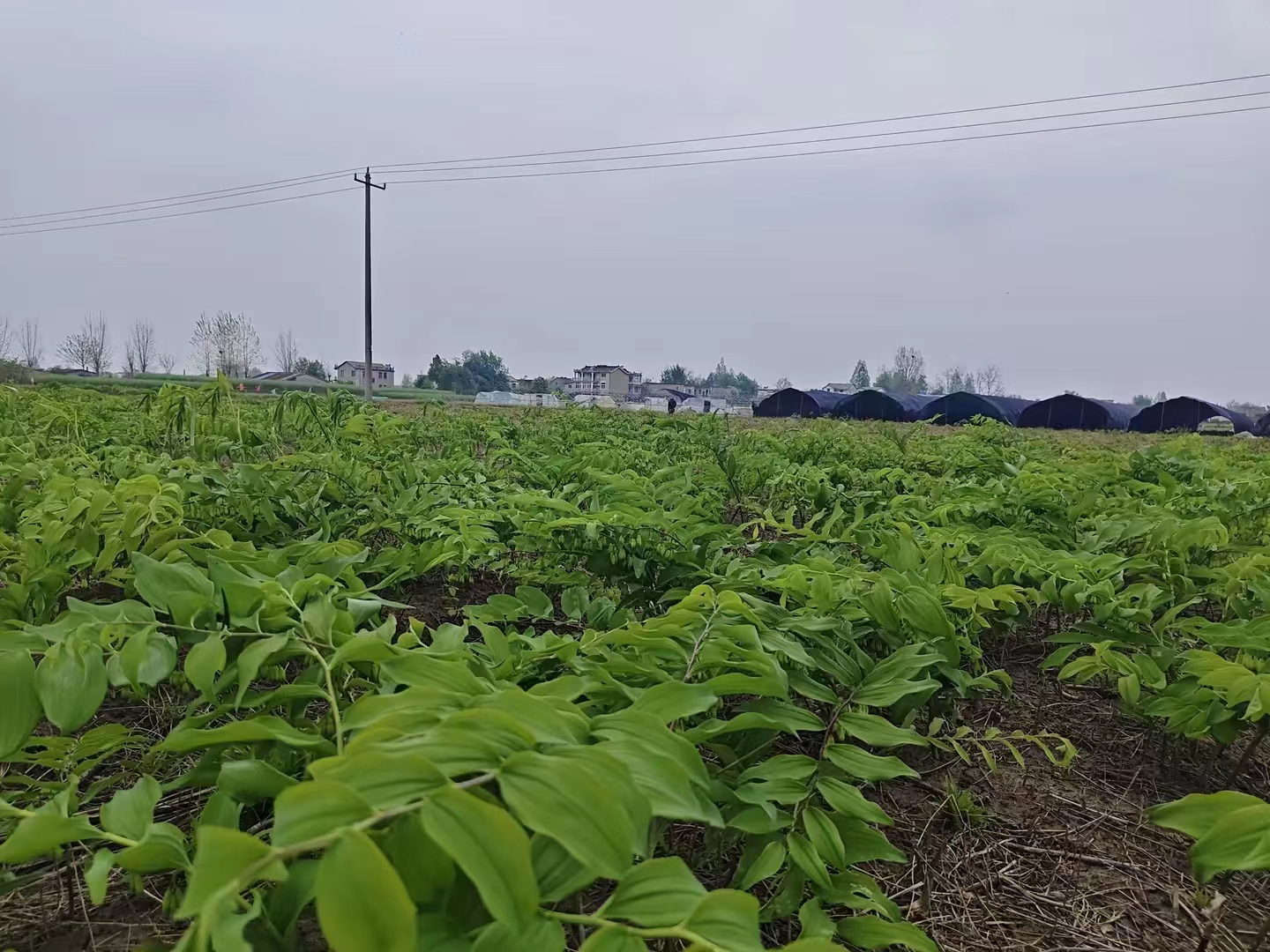 油松林下种植中药材