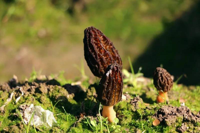 甘肃陇南山区纯野生羊肚菌