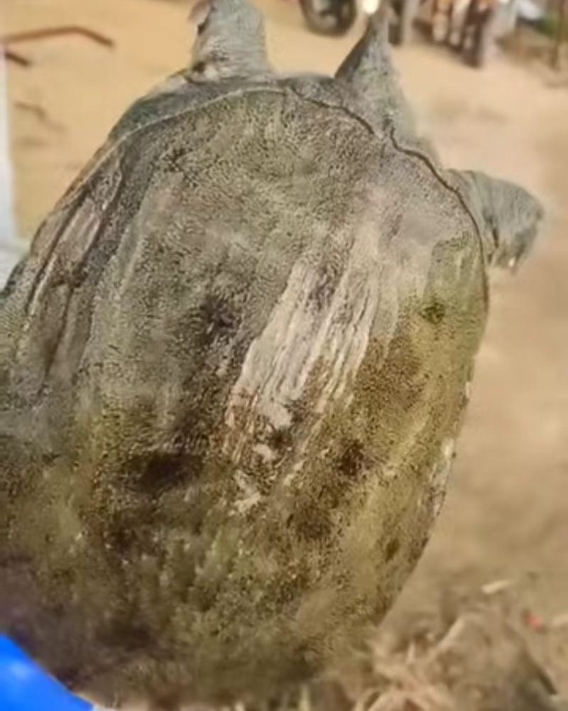水产甲鱼