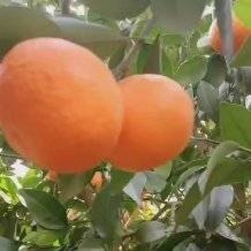 宾川沃柑