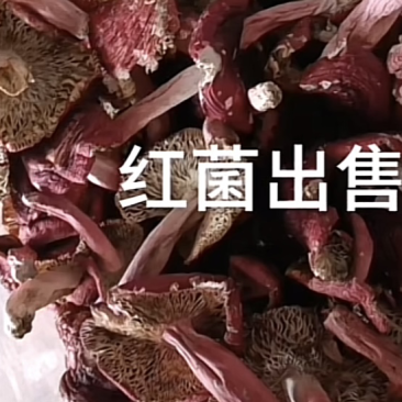 红菌，蓝底灰脚