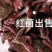 红菌，蓝底灰脚