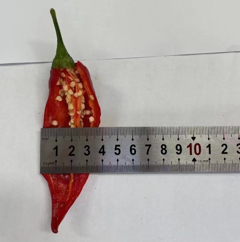 晨宝高辣大果816辣椒苗高产品质好全程提供技术支持