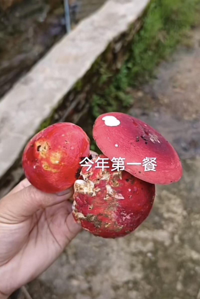 红菌，蓝底灰脚