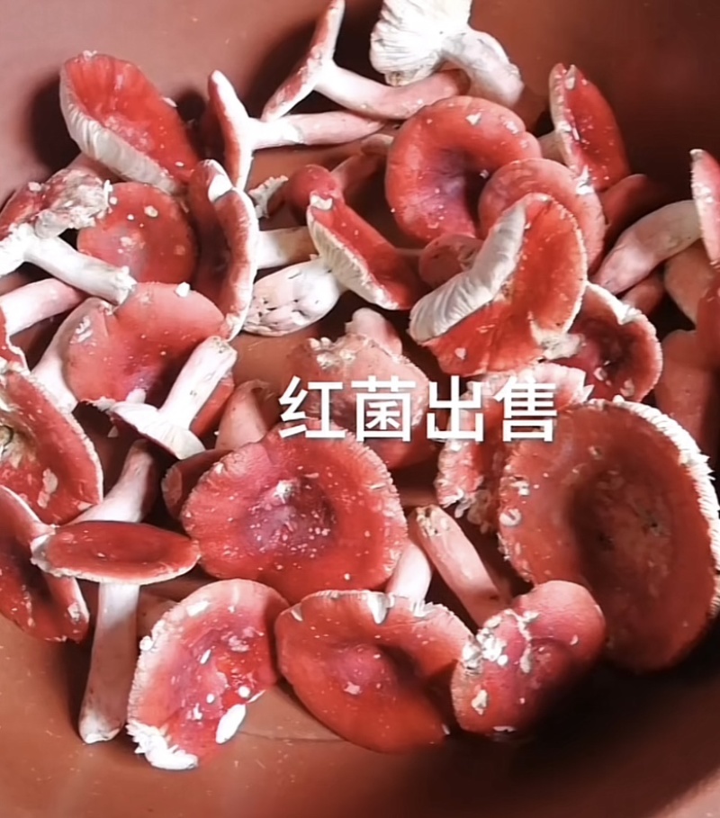 红菌，蓝底灰脚