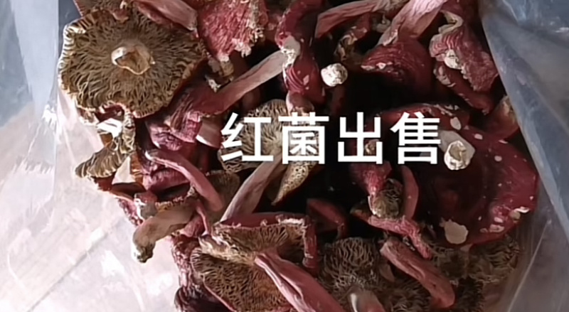 红菌，蓝底灰脚
