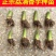 【荔浦香芋种子】正宗广西荔浦芋头种苗新鲜蔬菜紫藤槟榔芋种
