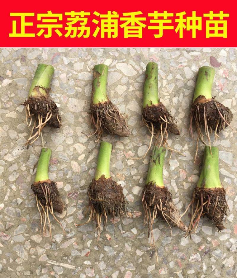 【荔浦香芋种子】正宗广西荔浦芋头种苗新鲜蔬菜紫藤槟榔芋种