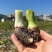 【荔浦香芋种子】正宗广西荔浦芋头种苗新鲜蔬菜紫藤槟榔芋种