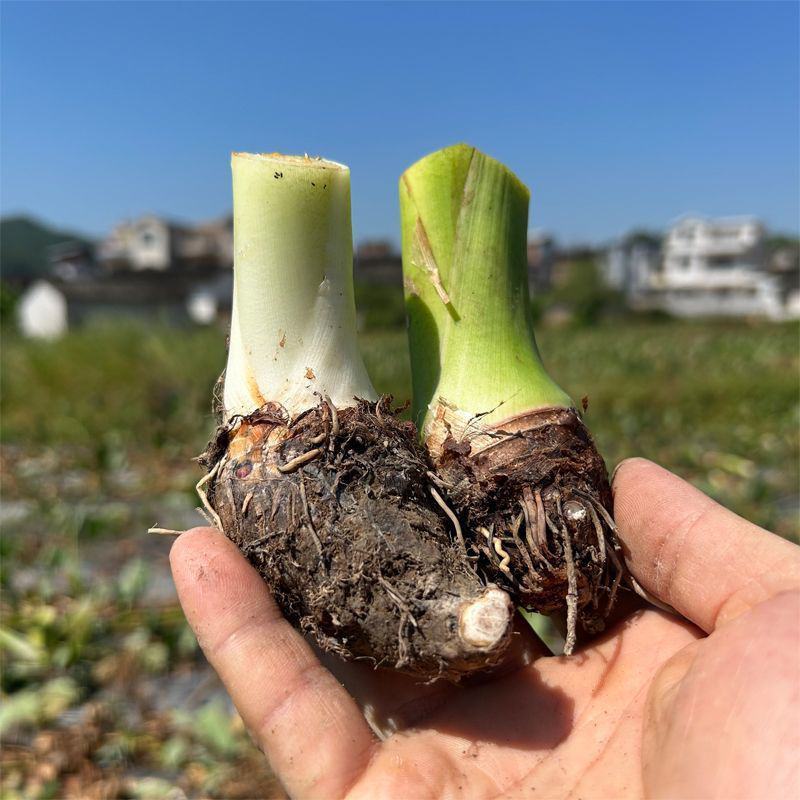 【荔浦香芋种子】正宗广西荔浦芋头种苗新鲜蔬菜紫藤槟榔芋种