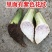 【荔浦香芋种子】正宗广西荔浦芋头种苗新鲜蔬菜紫藤槟榔芋种