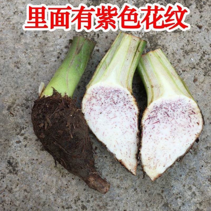 【荔浦香芋种子】正宗广西荔浦芋头种苗新鲜蔬菜紫藤槟榔芋种