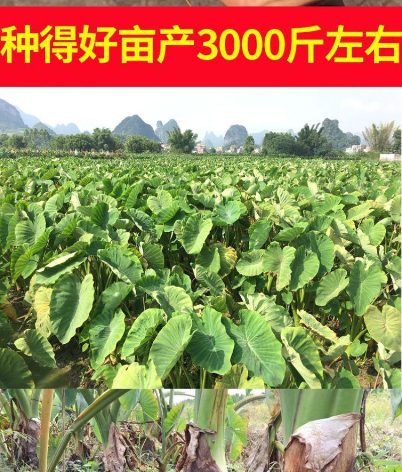 【荔浦香芋种子】正宗广西荔浦芋头种苗新鲜蔬菜紫藤槟榔芋种