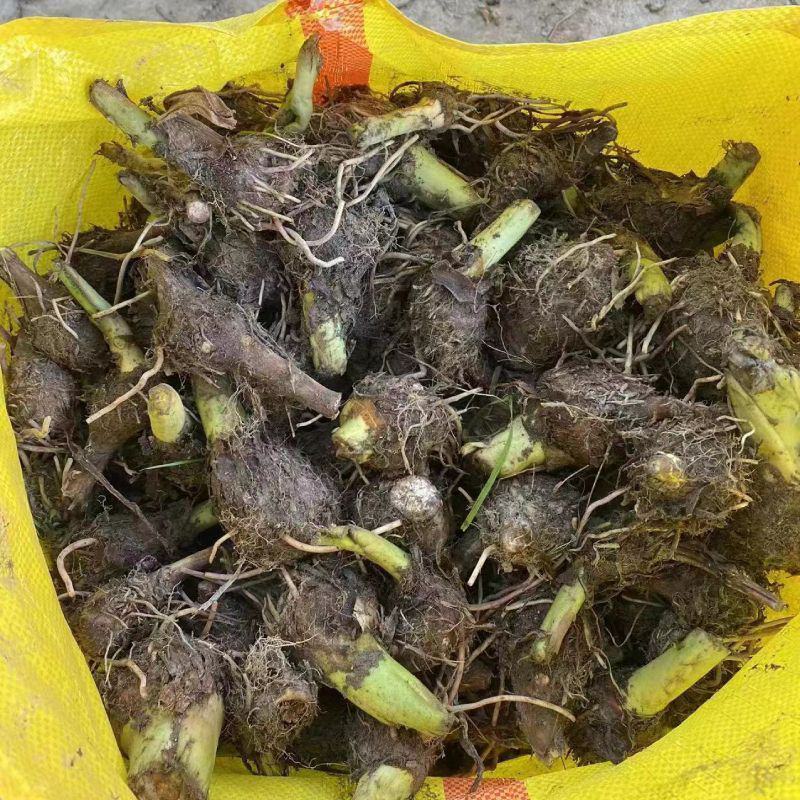 【荔浦香芋种子】正宗广西荔浦芋头种苗新鲜蔬菜紫藤槟榔芋种