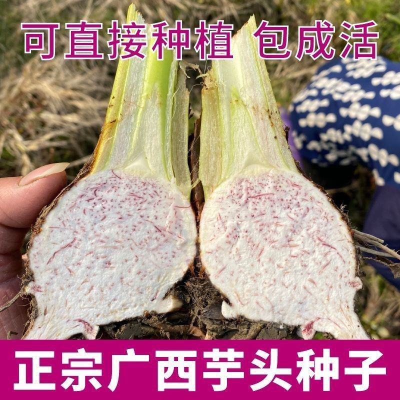 【荔浦香芋种子】正宗广西荔浦芋头种苗新鲜蔬菜紫藤槟榔芋种