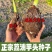 【荔浦香芋种子】正宗广西荔浦芋头种苗新鲜蔬菜紫藤槟榔芋种