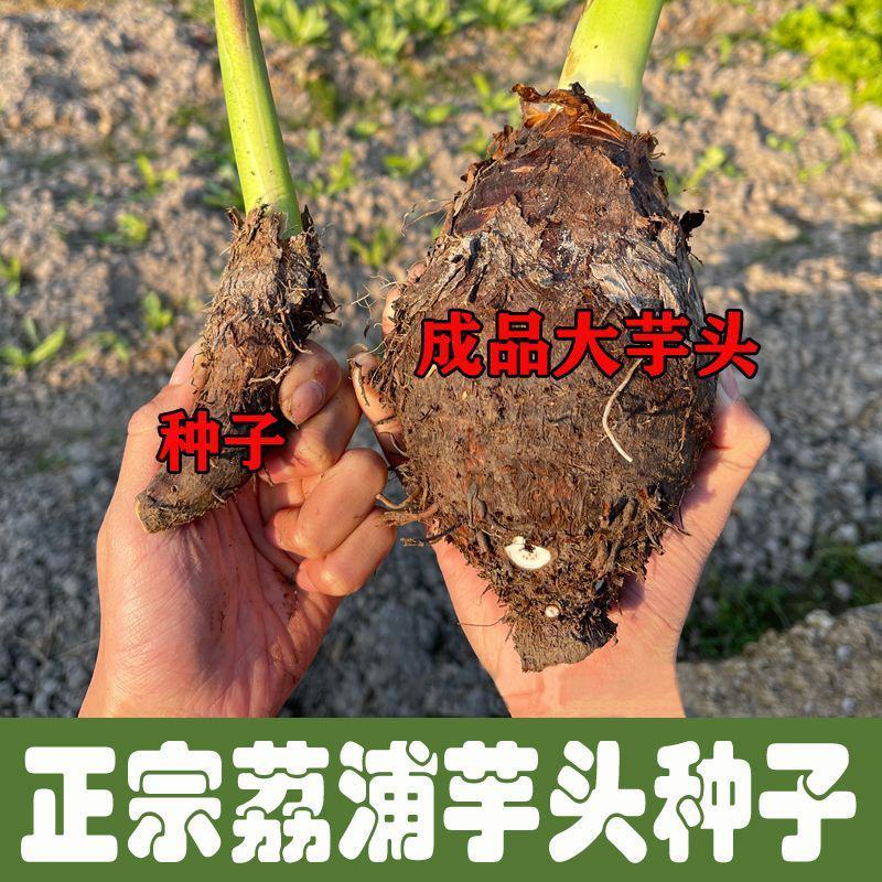 【荔浦香芋种子】正宗广西荔浦芋头种苗新鲜蔬菜紫藤槟榔芋种