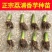 【荔浦香芋种子】正宗广西荔浦芋头种苗新鲜蔬菜紫藤槟榔芋种