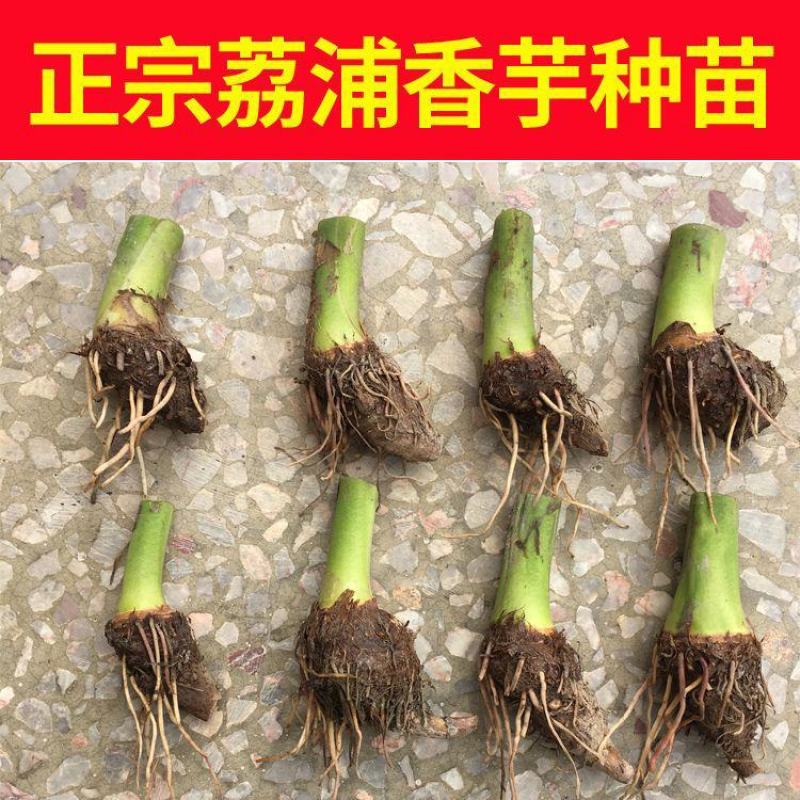 【荔浦香芋种子】正宗广西荔浦芋头种苗新鲜蔬菜紫藤槟榔芋种