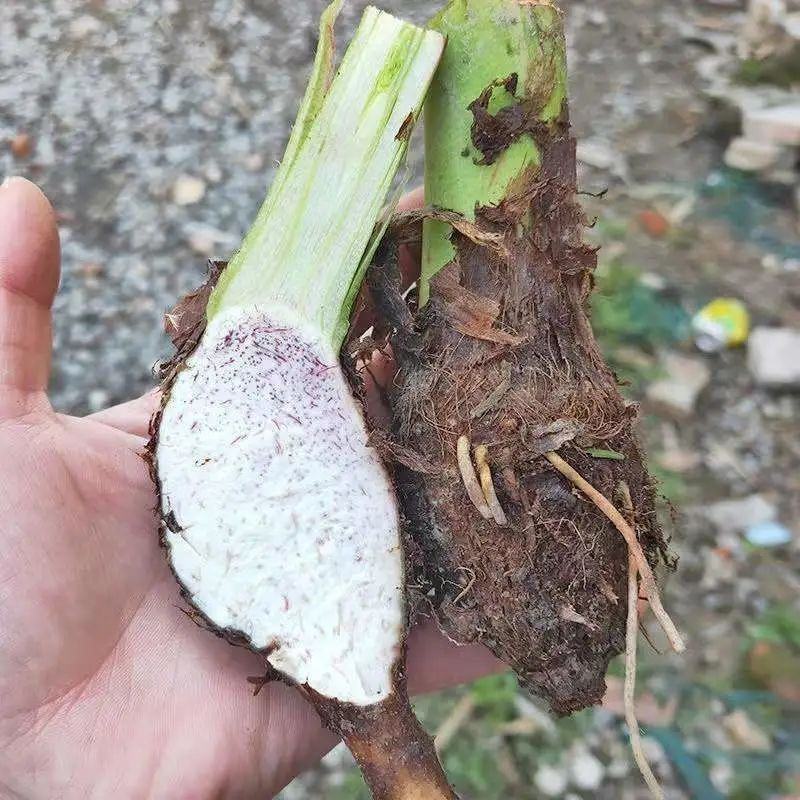 【荔浦香芋种子】正宗广西荔浦芋头种苗新鲜蔬菜紫藤槟榔芋种