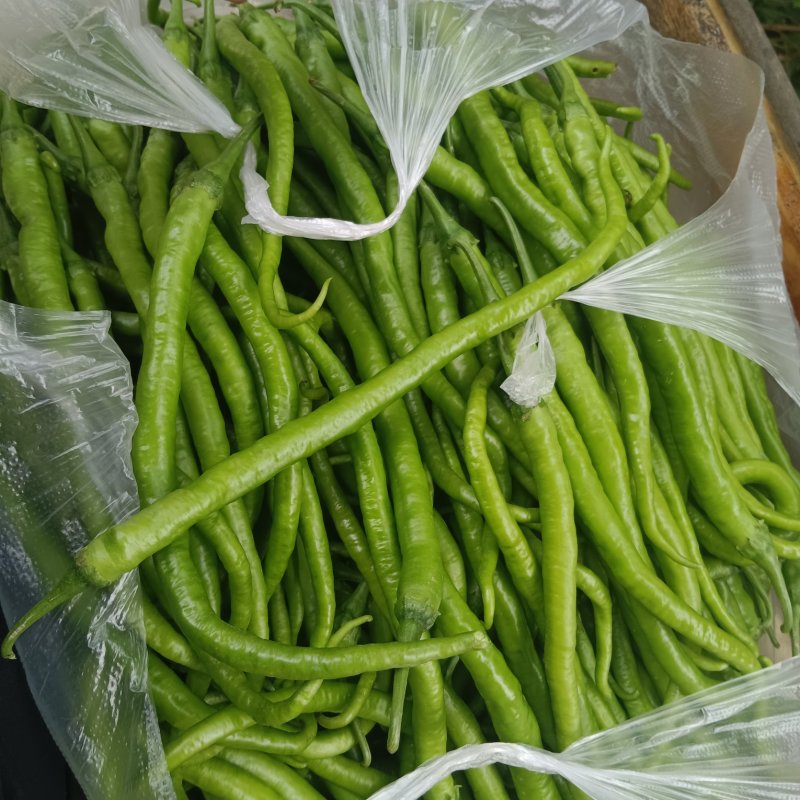 千亩线椒上市，行业大哥大姐们欢迎