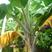 蕉妙55%丙环唑杀菌剂农用高含量农药正品香蕉叶斑病老牌子
